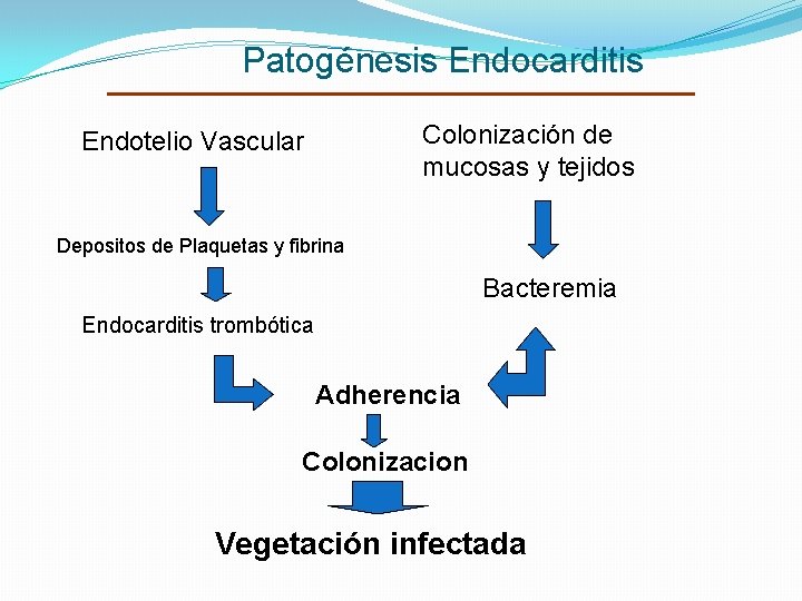 Patogénesis Endocarditis Colonización de mucosas y tejidos Endotelio Vascular Depositos de Plaquetas y fibrina Patogénesis Endocarditis Colonización de mucosas y tejidos Endotelio Vascular Depositos de Plaquetas y fibrina