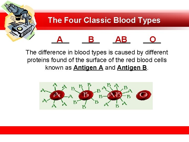 The Four Classic Blood Types ____ A ____ B ____ AB ____ O The