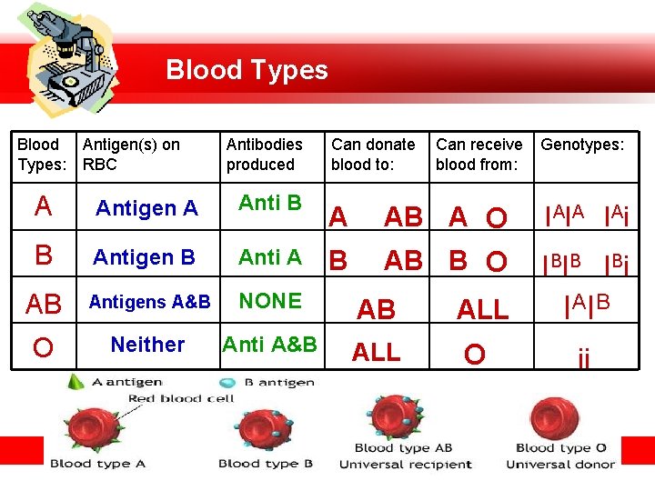 Blood Types: Antigen(s) on RBC Antibodies produced Can donate blood to: Can receive blood