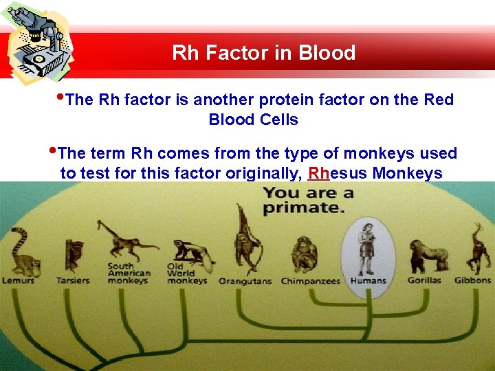 Rh Factor in Blood • The Rh factor is another protein factor on the