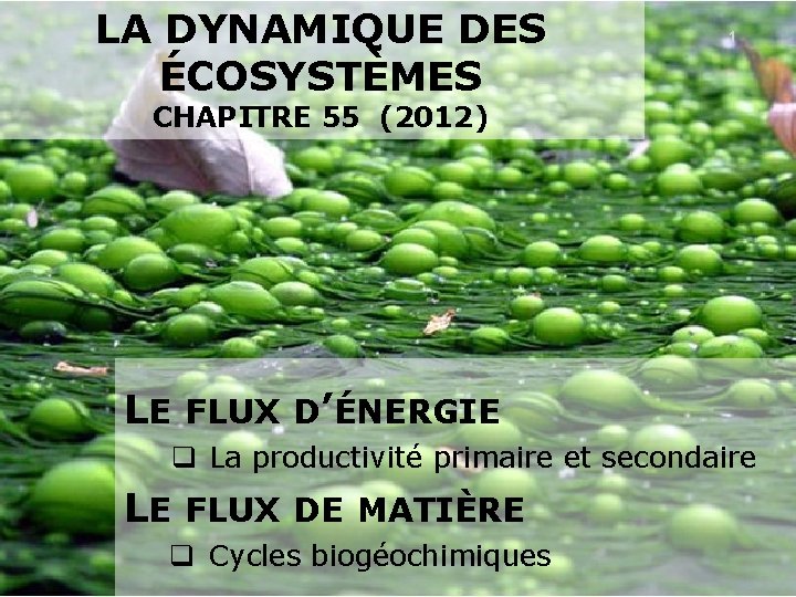 LA DYNAMIQUE DES ÉCOSYSTÈMES 1 CHAPITRE 55 (2012) LE FLUX D’ÉNERGIE q La productivité