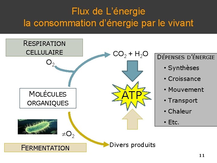 Flux de L’énergie la consommation d’énergie par le vivant RESPIRATION CELLULAIRE O 2 CO