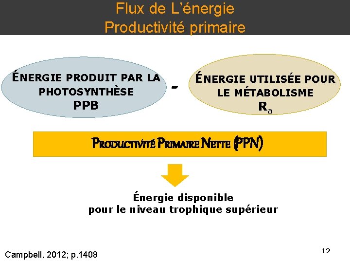 Flux de L’énergie Productivité primaire ÉNERGIE PRODUIT PAR LA PHOTOSYNTHÈSE PPB - ÉNERGIE UTILISÉE