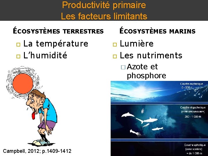 Productivité primaire Les facteurs limitants ÉCOSYSTÈMES TERRESTRES La température L’humidité ÉCOSYSTÈMES MARINS Lumière Les