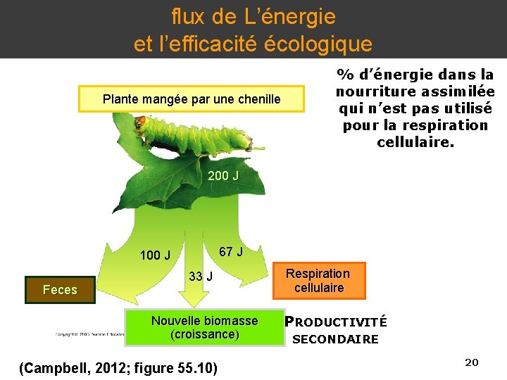 flux de L’énergie et l’efficacité écologique Plante mangée par une chenille % d’énergie dans