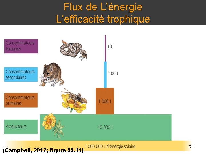 Flux de L’énergie L’efficacité trophique 21 (Campbell, 2012; figure 55. 11) 21 