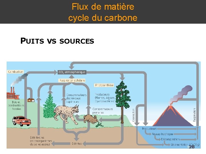 Flux de matière cycle du carbone PUITS VS SOURCES 28 28 