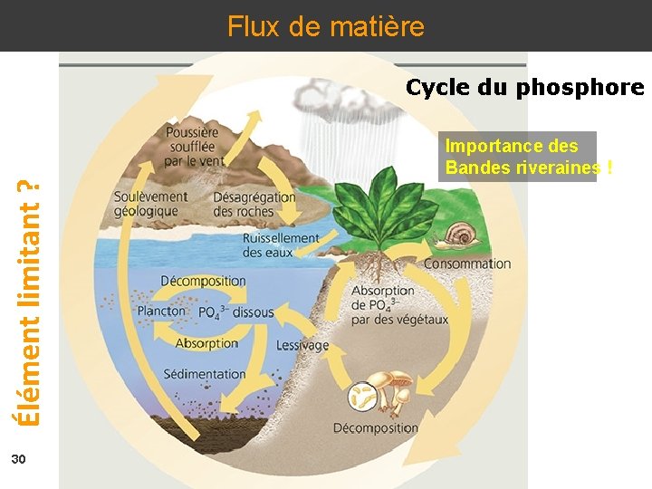 Flux de matière Cycle du phosphore Élément limitant ? Importance des Bandes riveraines !