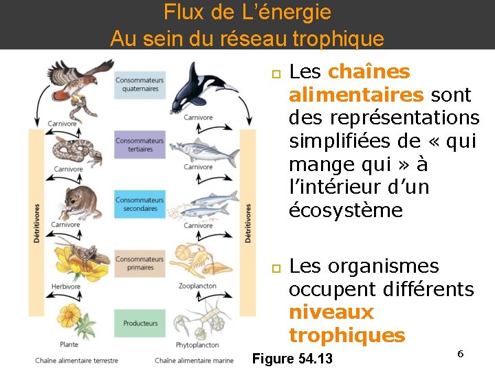 Flux de L’énergie Au sein du réseau trophique Les chaînes alimentaires sont des représentations