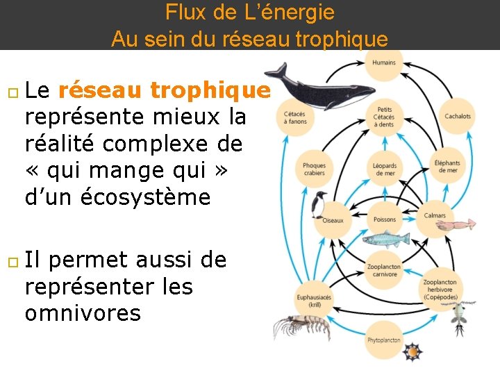 Flux de L’énergie Au sein du réseau trophique Collège Lionel -Groulx Le réseau trophique