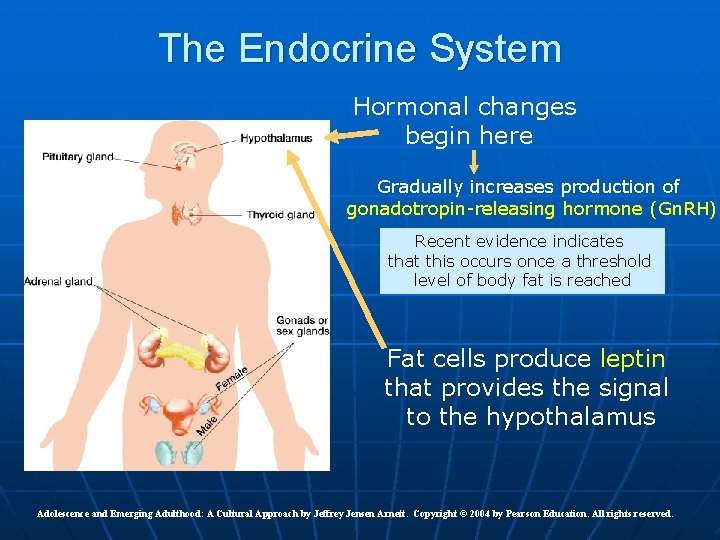 The Endocrine System Hormonal changes begin here Gradually increases production of gonadotropin-releasing hormone (Gn.