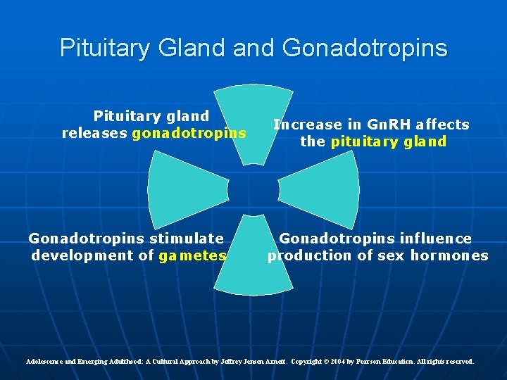 Pituitary Gland Gonadotropins Pituitary gland releases gonadotropins Gonadotropins stimulate development of gametes Increase in