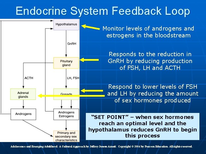 Endocrine System Feedback Loop Monitor levels of androgens and estrogens in the bloodstream Responds