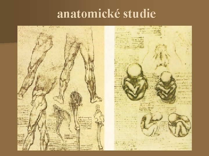 anatomické studie 