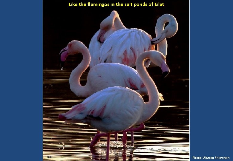 Like the flamingos in the salt ponds of Eilat Photo: Aharon Shimshon 