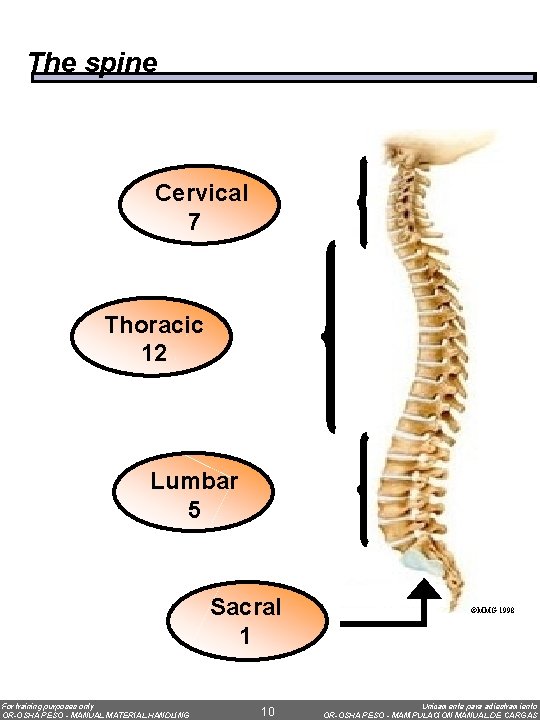 The spine Cervical 7 Thoracic 12 Lumbar 5 Sacral 1 For training purposes only