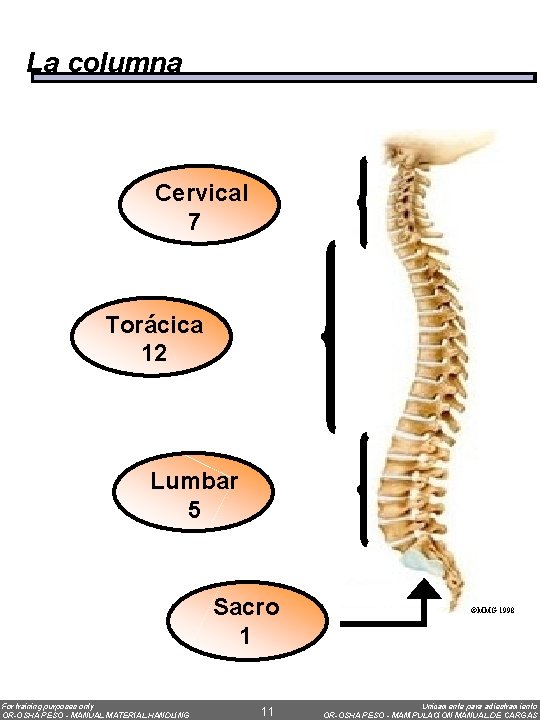 La columna Cervical 7 Torácica 12 Lumbar 5 Sacro 1 For training purposes only