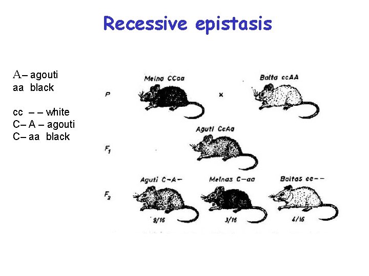 Recessive epistasis A– agouti aa black cc – – white C– A – agouti