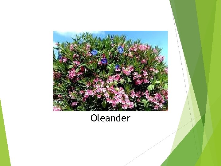 Oleander 