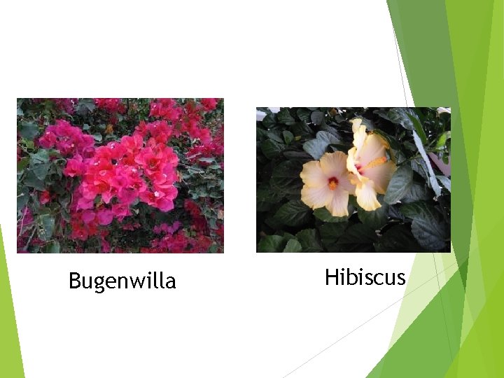 Bugenwilla Hibiscus 