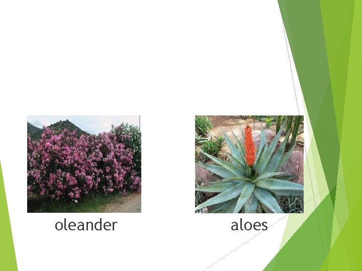 oleander aloes oleander aloes