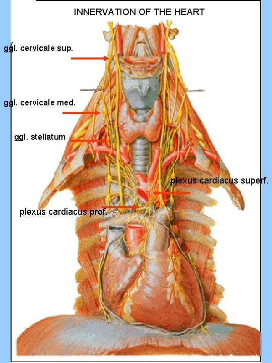 INNERVATION OF THE HEART ggl. cervicale sup. ggl. cervicale med. ggl. stellatum plexus cardiacus