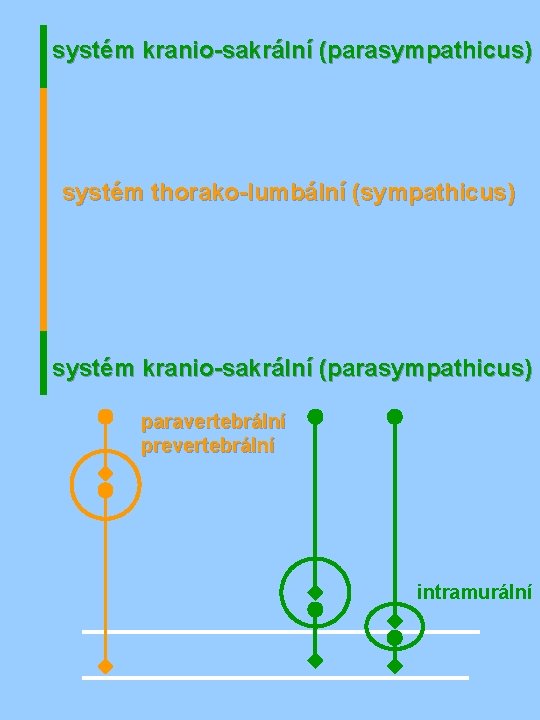 systém kranio-sakrální (parasympathicus) systém thorako-lumbální (sympathicus) systém kranio-sakrální (parasympathicus) paravertebrální prevertebrální intramurální 