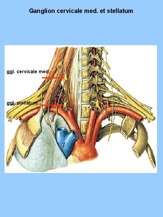 Ganglion cervicale med. et stellatum ggl. cervicale med. ggl. stellatum 