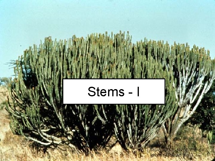 Stems - I 