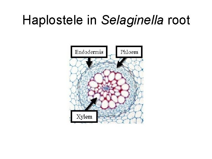 Haplostele in Selaginella root 