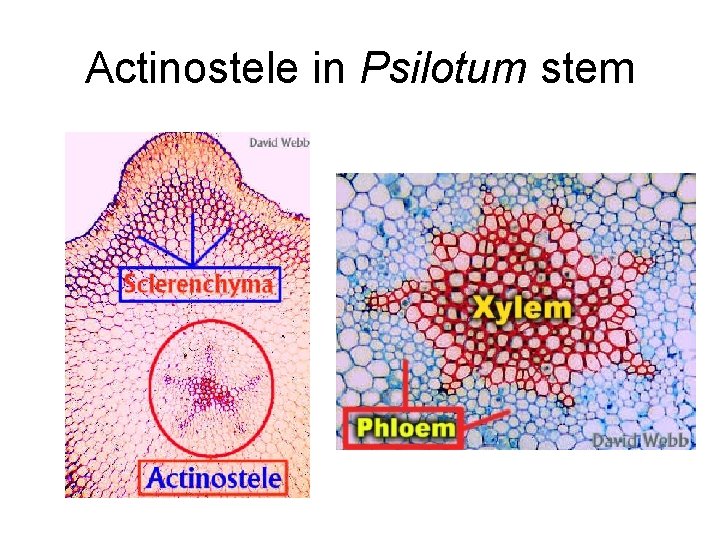 Actinostele in Psilotum stem 