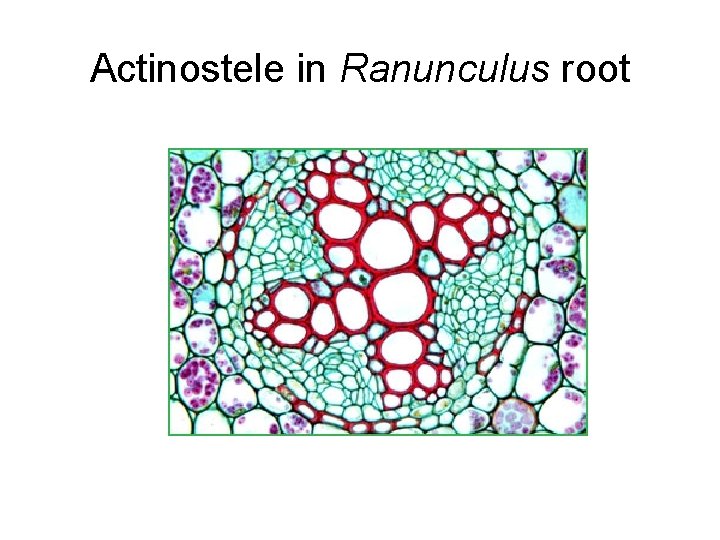 Actinostele in Ranunculus root 