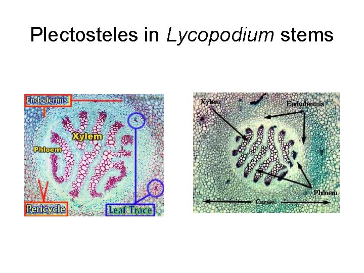 Plectosteles in Lycopodium stems 
