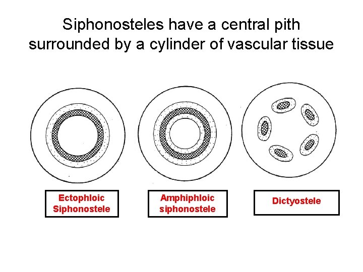 Siphonosteles have a central pith surrounded by a cylinder of vascular tissue Ectophloic Siphonostele