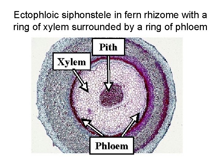Ectophloic siphonstele in fern rhizome with a ring of xylem surrounded by a ring
