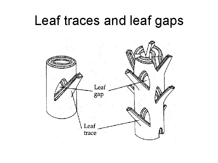 Leaf traces and leaf gaps 