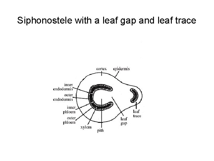 Siphonostele with a leaf gap and leaf trace 