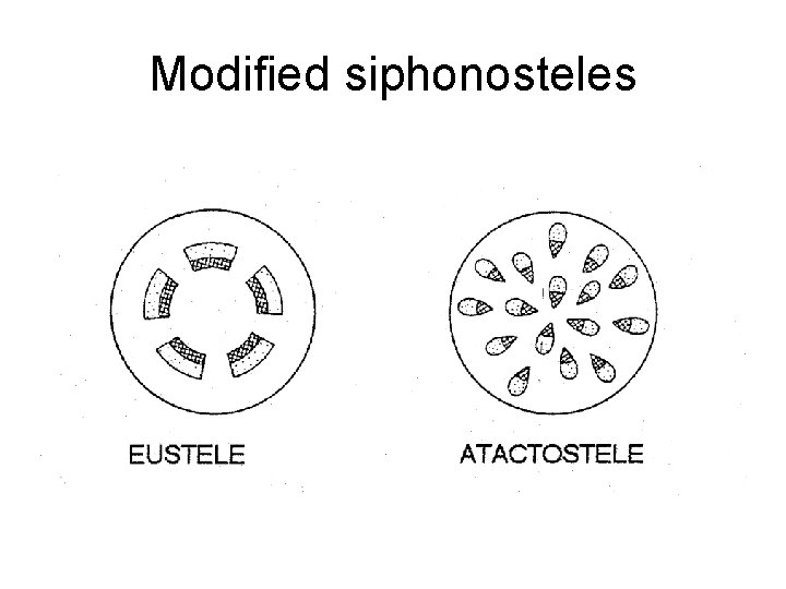 Modified siphonosteles 