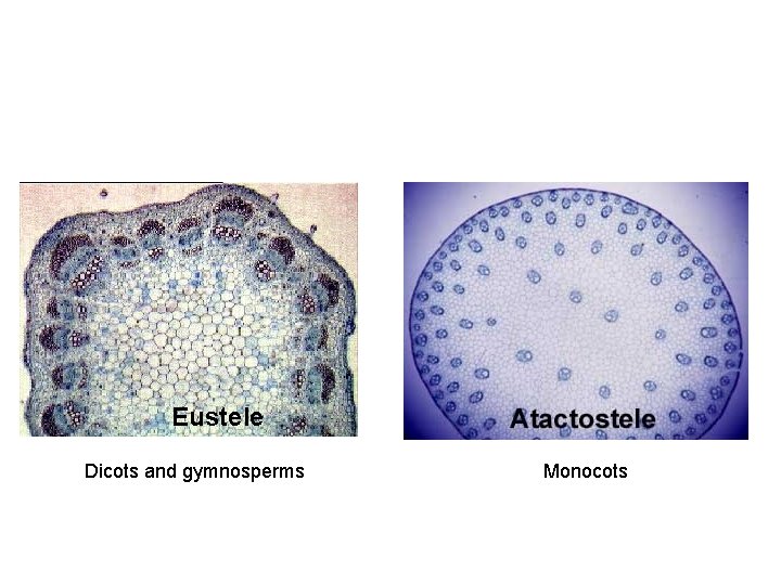 Eustele Dicots and gymnosperms Monocots 