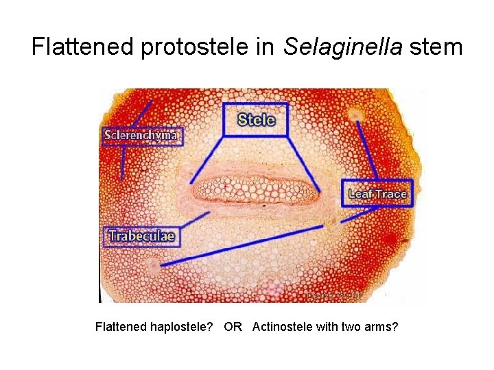 Flattened protostele in Selaginella stem Flattened haplostele? OR Actinostele with two arms? 
