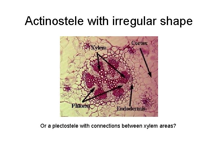 Actinostele with irregular shape Or a plectostele with connections between xylem areas? 