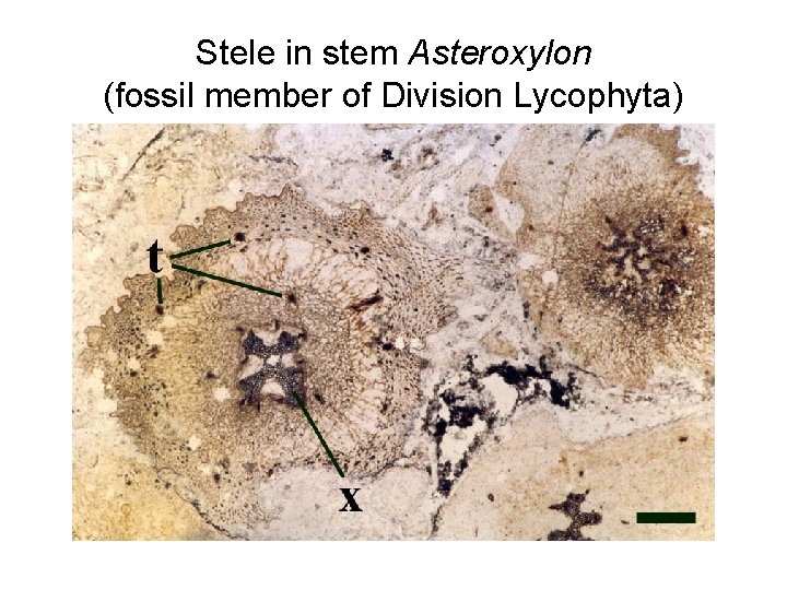 Stele in stem Asteroxylon (fossil member of Division Lycophyta) 