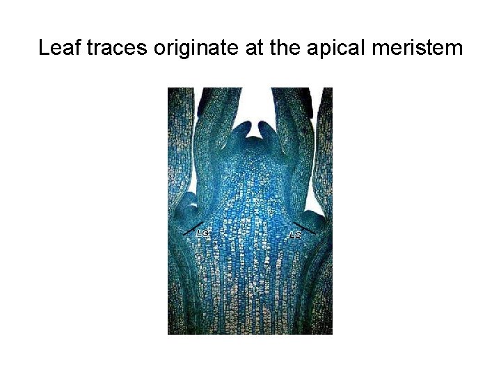 Leaf traces originate at the apical meristem 