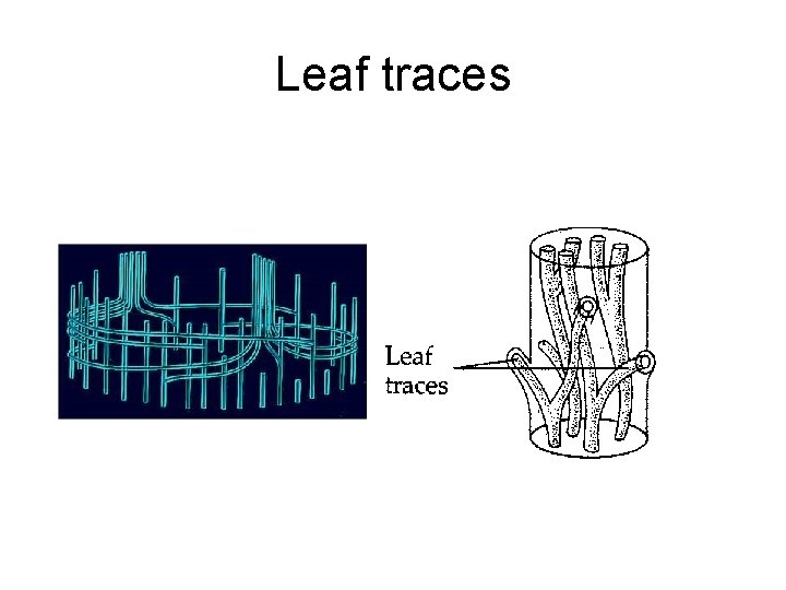 Leaf traces 