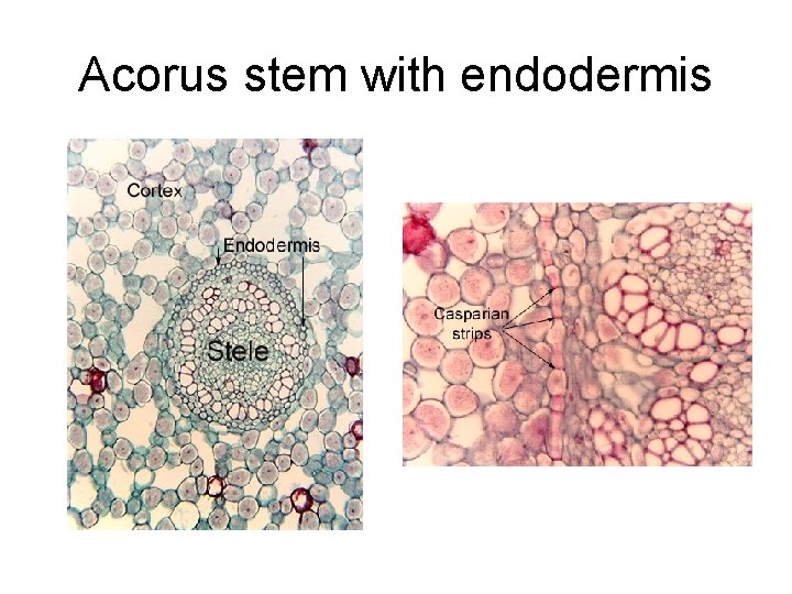 Acorus stem with endodermis 