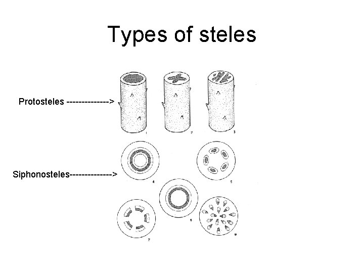 Types of steles Protosteles -------> Siphonosteles-------> 