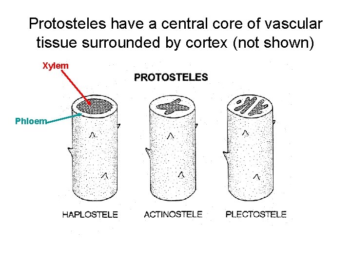 Protosteles have a central core of vascular tissue surrounded by cortex (not shown) Xylem