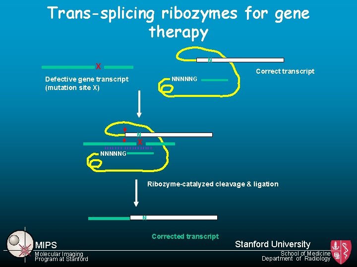 Trans-splicing ribozymes for gene therapy N X Correct transcript Defective gene transcript (mutation site