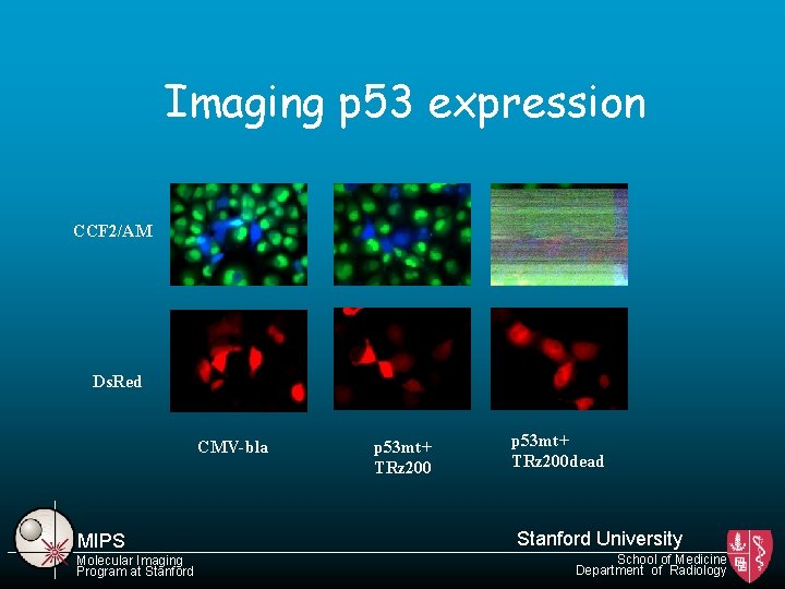 Imaging p 53 expression CCF 2/AM Ds. Red CMV-bla MIPS Molecular Imaging Program at