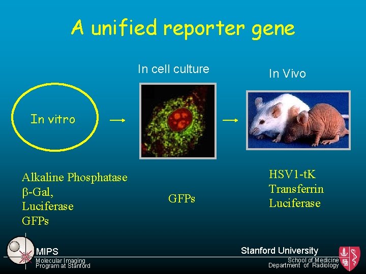 A unified reporter gene In cell culture In Vivo In vitro Alkaline Phosphatase b-Gal,